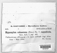 Jackrogersella cohaerens image